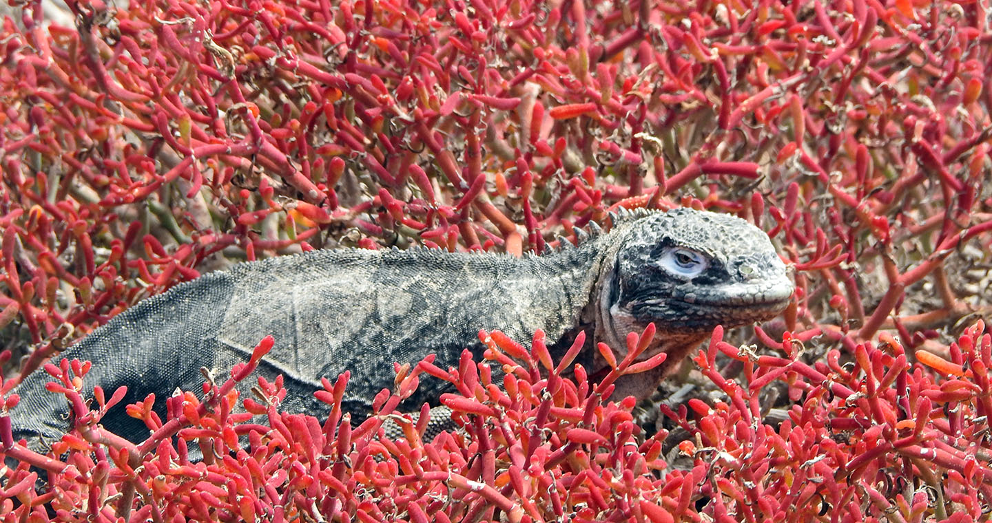 wildlife Galapagos day tours
