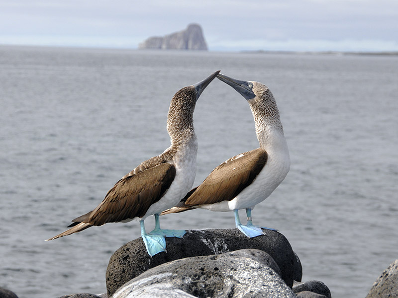 blue footed boobies galapagos experts