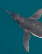 cruises-penguins-swimming