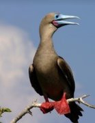cruises-red-footed-boobie