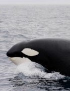 cruises-whale-watching-galapagos