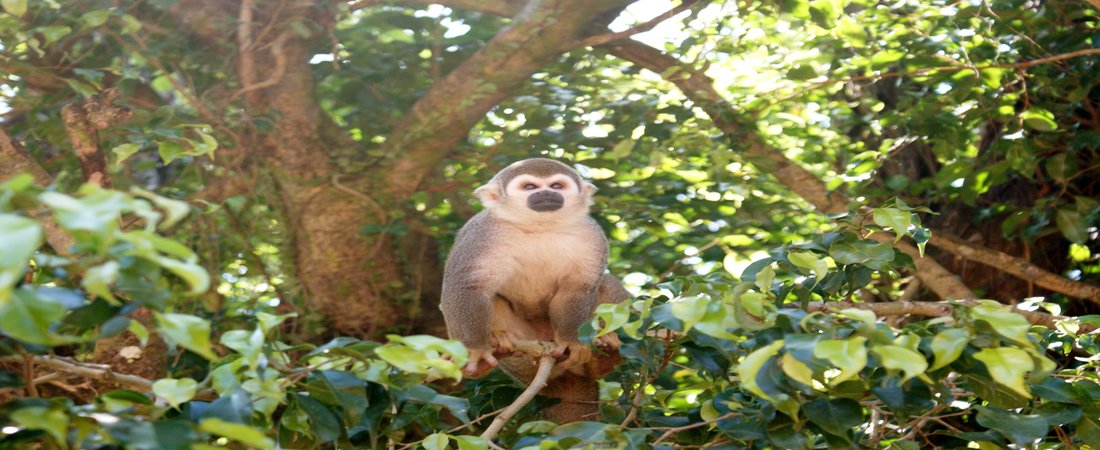 monkey-on-tree-ecuadorian-amazon-rainforest-dry-season