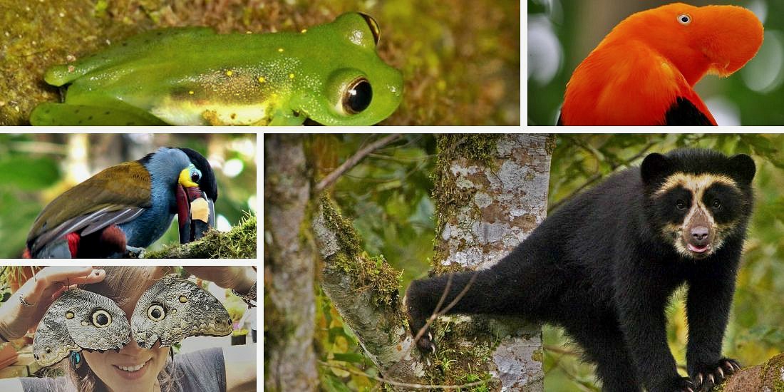 12 Experiences You Can Have in the Ecuador Cloud Forests