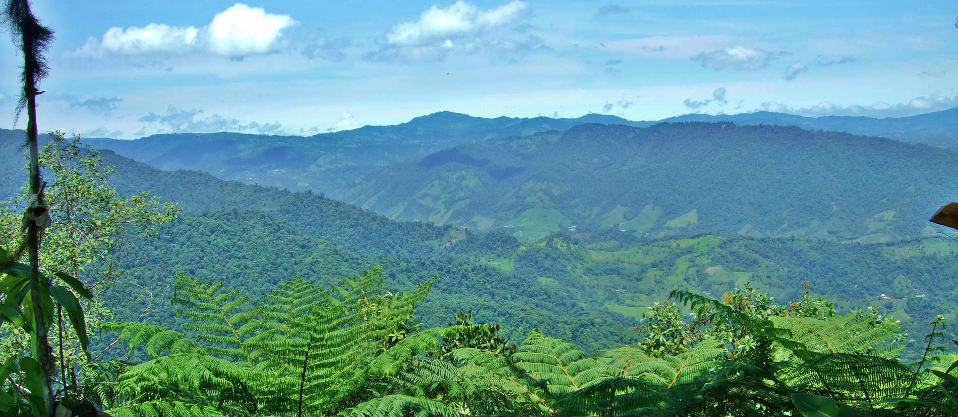 Cloud forest