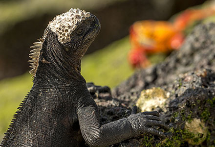 Galapagos tips travel information