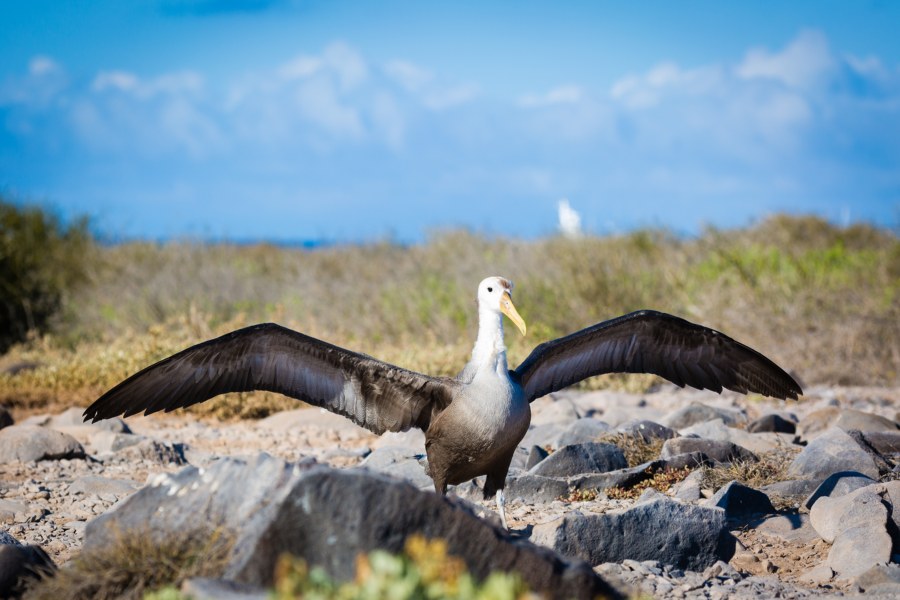 Albatross Suarez Point Galapagos