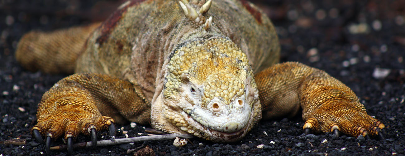cerro dragon