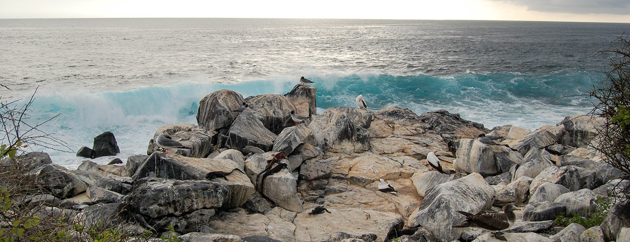 punta suarez