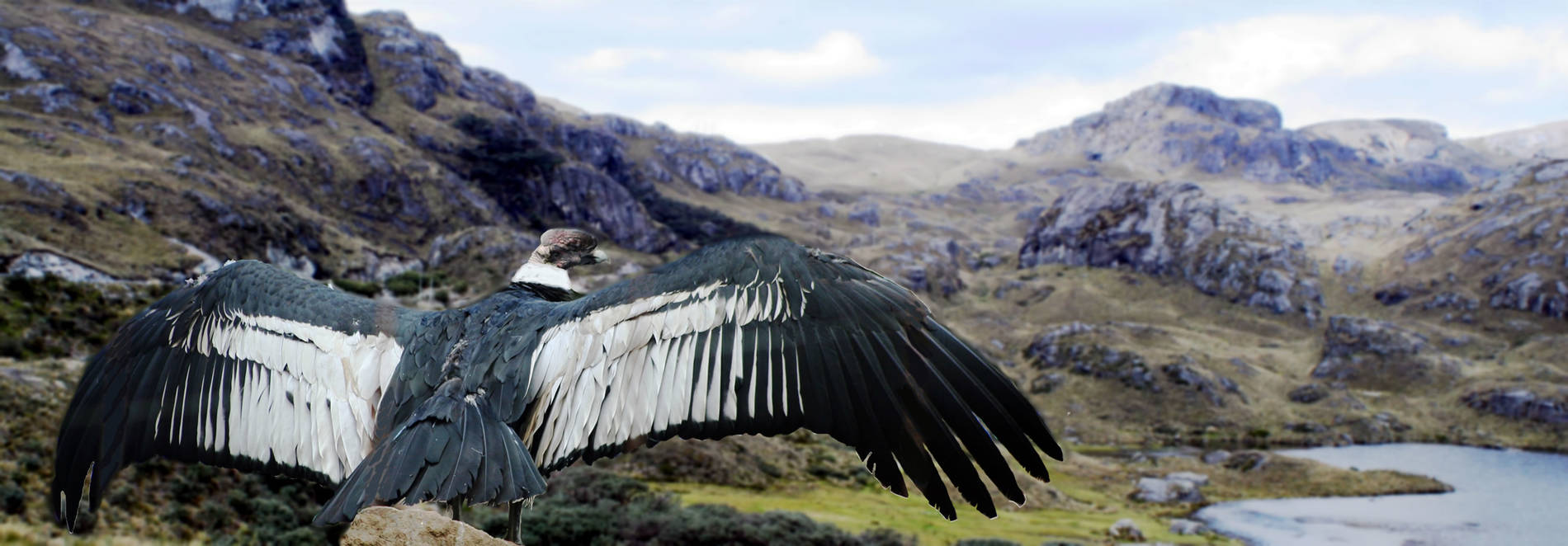 Austral Paths of Ecuador