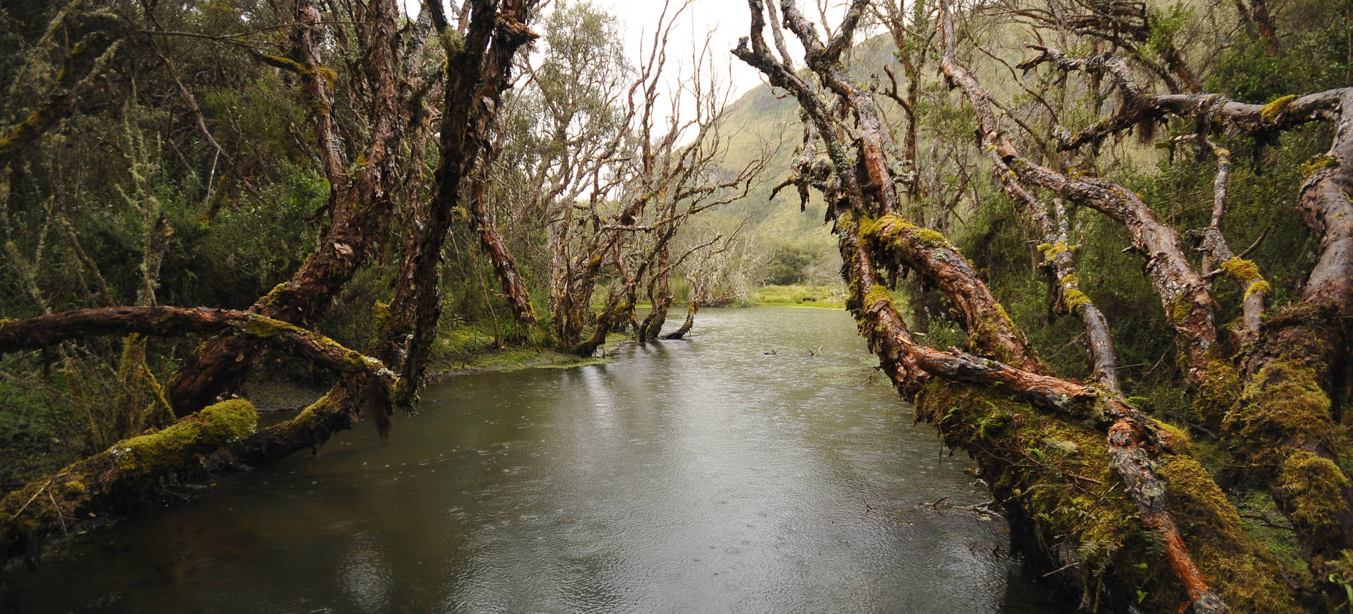 North of Ecuador - Polylepis Lodge