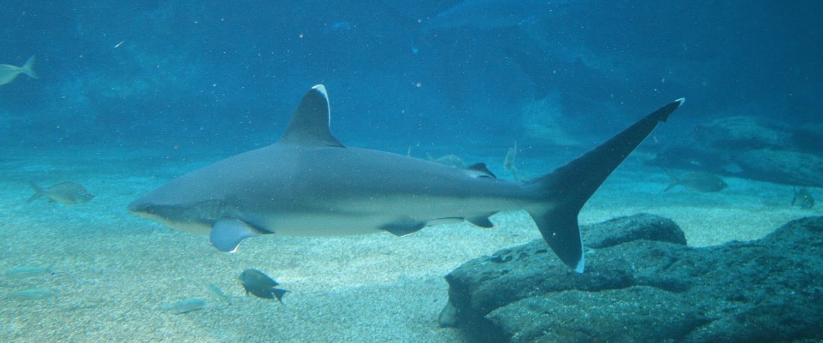 Cabo Rosa Sharks