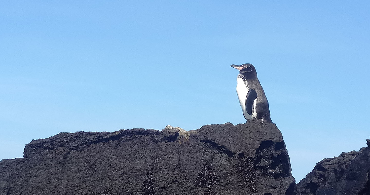 Tintoreras islet tour Isabela Galapagos