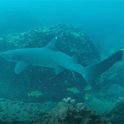 Tintoreras tours Isabela Galapagos