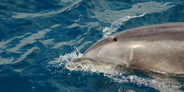 dolphins wildlife