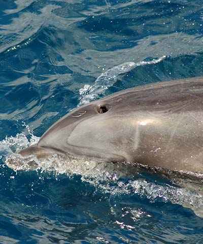 galapagos dolphins