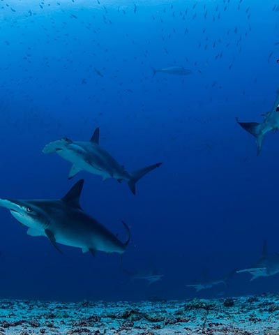 Galapagos Islands sharks