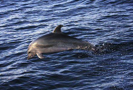 Galapagos marine reserve dolphin