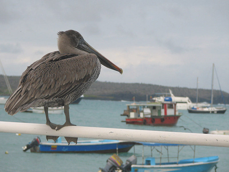Galapagos pelican