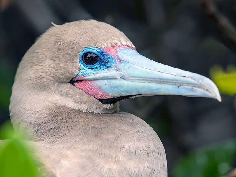 Galapagos red footed boobie 