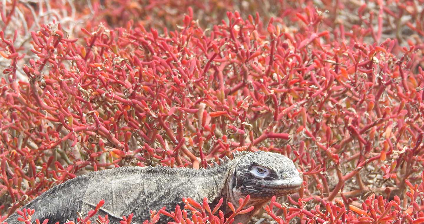 Galapagos wildlife calendar