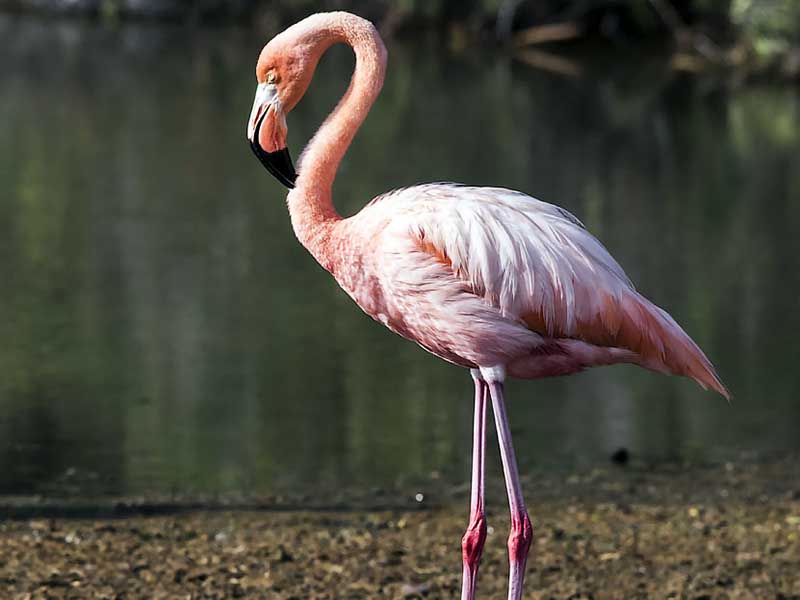 Galapagos wildlife flamingo