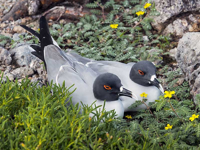 Galapagos wildlife gull