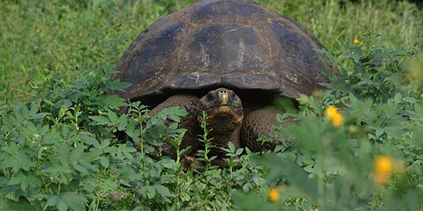 Giant tortoises Galapagos