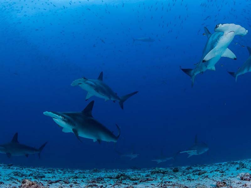 Hammerhead sharks Galapagos