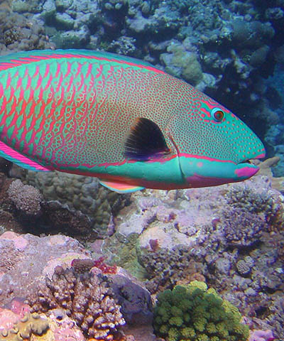 parrotfish Galapagos