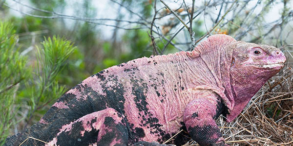 pink iguana Galapagos wildlife