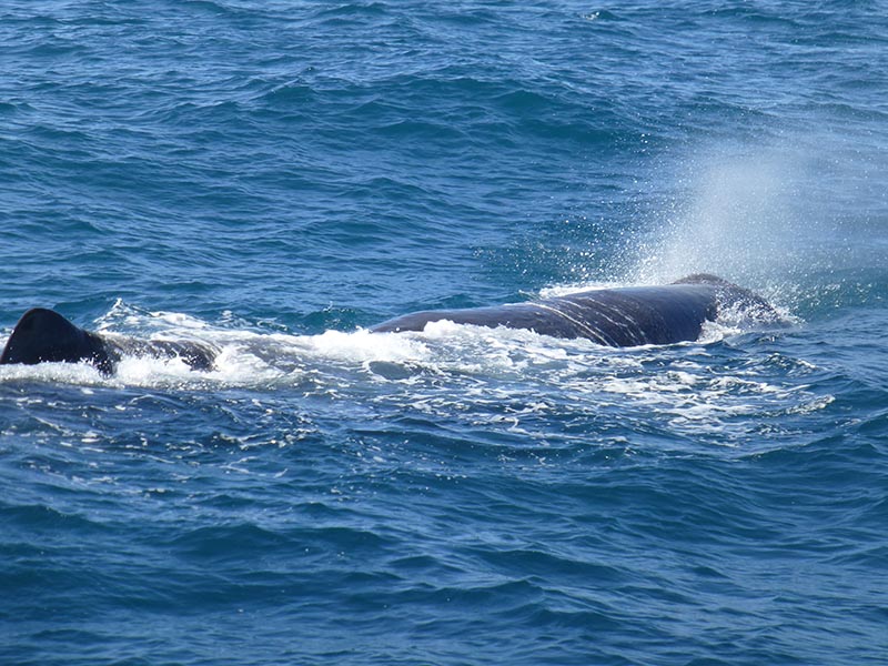 sperm whale galapagos