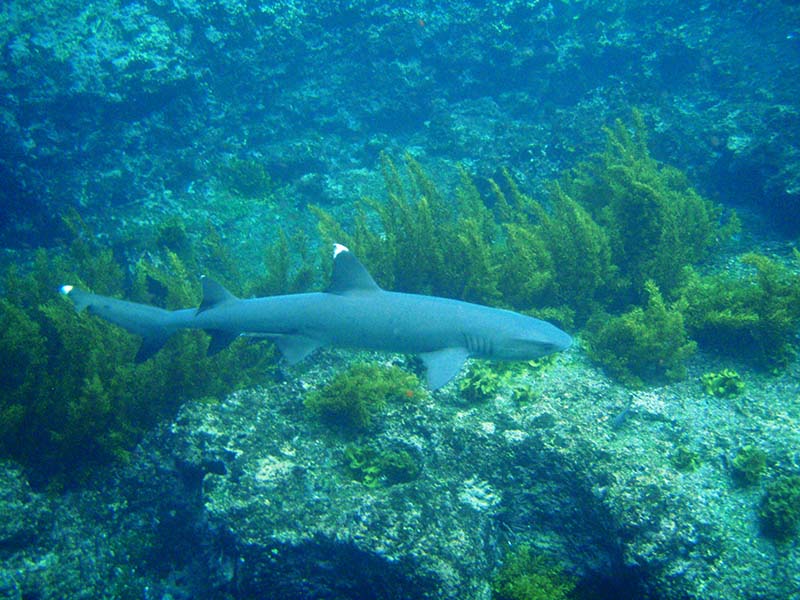 White tipped shark Galapagos